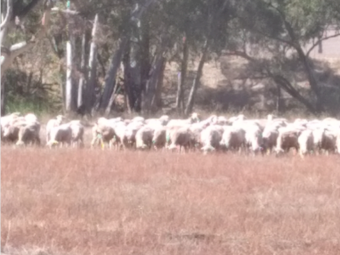 400 x Merino Ewes