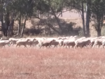 400 x Merino Ewes