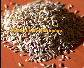 Australian Phalaris Seed