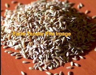Australian Phalaris Seed
