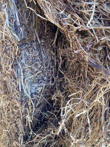 22/23 Season Vetch Clover Hay