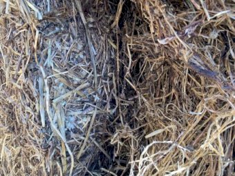 22/23 Season Vetch Clover Hay