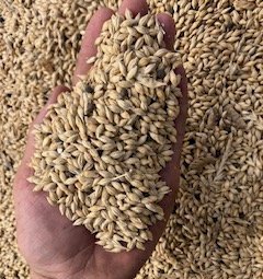 Feed Barley with Some Vetch Present