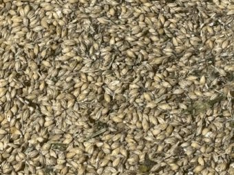 50 mt Maxmis/Sparticus Feed Barly Mix