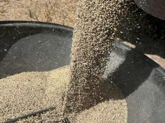 50 mt Maxmis/Sparticus Feed Barly Mix