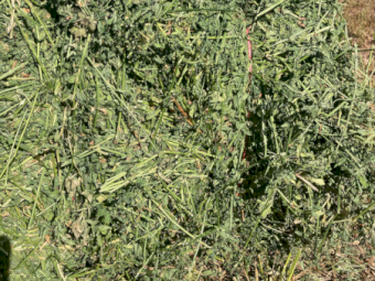 3000 x Lucerne Hay Small Squares