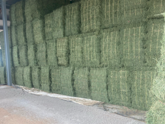3000 x Lucerne Hay Small Squares