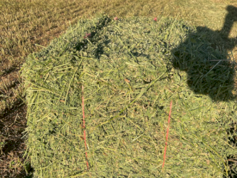 3000 x Lucerne Hay Small Squares