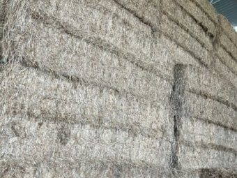 250MT Rye/Clover 8X4X3 Large Square Hay Bales