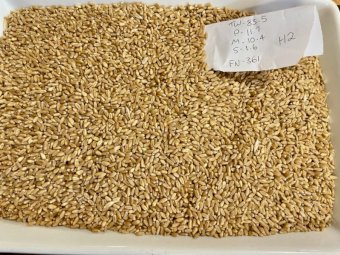 20MT Sunmaster Wheat