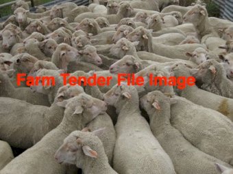 470 x Merino Wethers