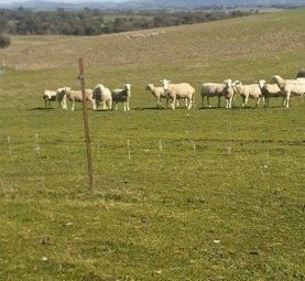 40 Dorper Rams
