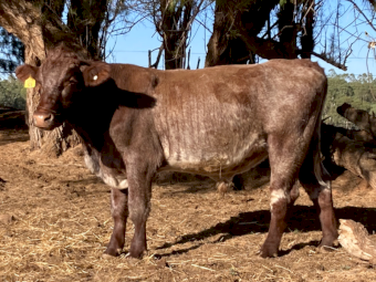 Shorthorn Bull
