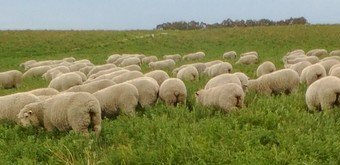 Lucerne seed, last season's seed, ready to go, from Keith, SA. Priced from $4.25/kg to $8.00/kg.