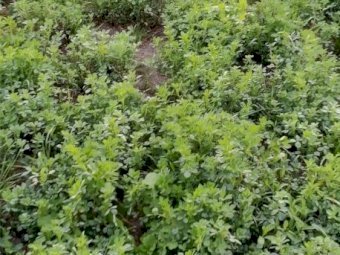 Lucerne seed, last season's seed, ready to go, from Keith, SA. Priced from $4.25/kg to $8.00/kg.