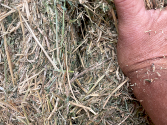 45mt Lucerne Hay 600kg 8x4x3 Bales
