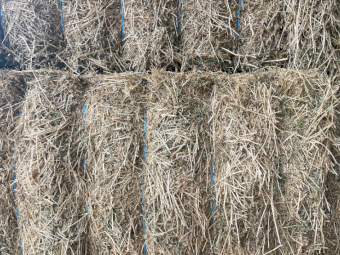 45mt Lucerne Hay 600kg 8x4x3 Bales