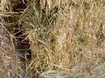 500mt Oaten Hay 600kg 8x4x3 Bales