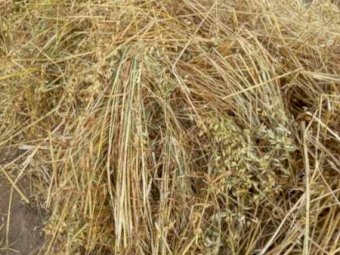 500mt Oaten Hay 600kg 8x4x3 Bales