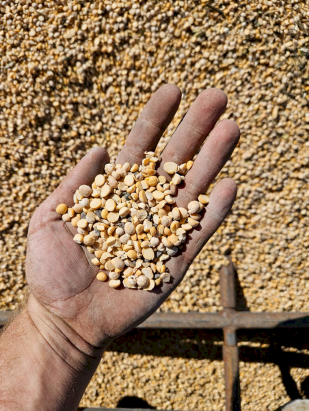 7 Tonne of Split Royal Chickpeas