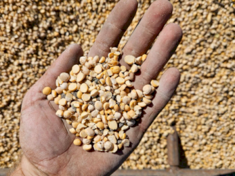 7 Tonne of Split Royal Chickpeas