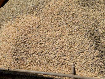 7 Tonne of Split Royal Chickpeas