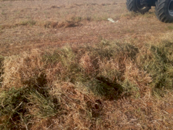 200mt Vetch Hay 8x4x3 Bales