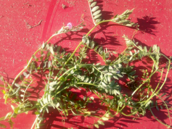 200mt Vetch Hay 8x4x3 Bales