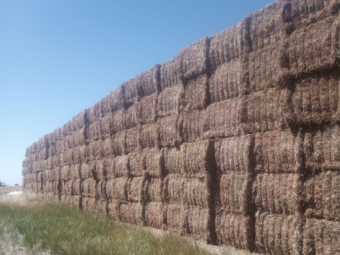 200mt Vetch Hay 8x4x3 Bales