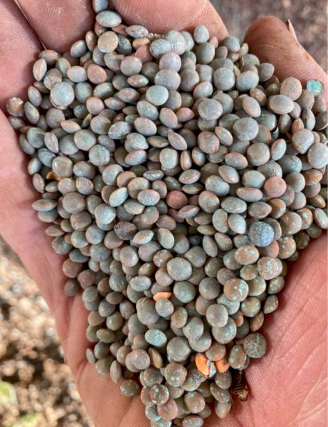 Hallmark Lentil seed