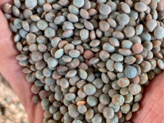 Hallmark Lentil seed