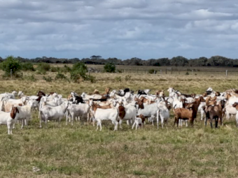 80 x Boer and Boer Cross Goats