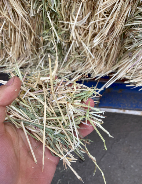 150mt Pasture Hay 8x4x3 Bales