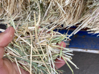 150mt Pasture Hay 8x4x3 Bales