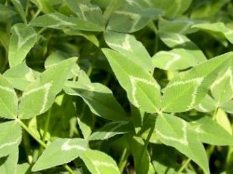 1000kg Balansa / Arrow Leaf Mix Seconds