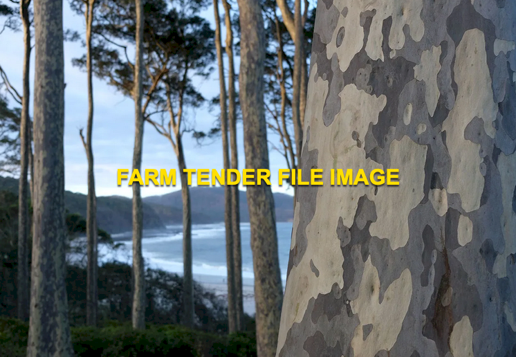 WANTED Spotted Gum Logs