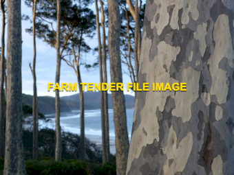 WANTED Spotted Gum Logs