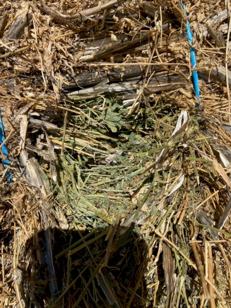 90 mt Canola stubble Lucerne mix Bales