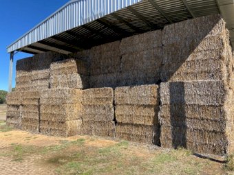 90 mt Canola stubble Lucerne mix Bales