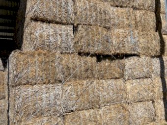 90 mt Canola stubble Lucerne mix Bales