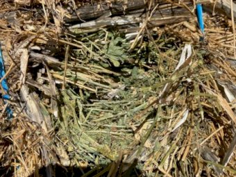 90 mt Canola stubble Lucerne mix Bales