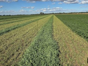 EOI Lucerne Hay or Silage