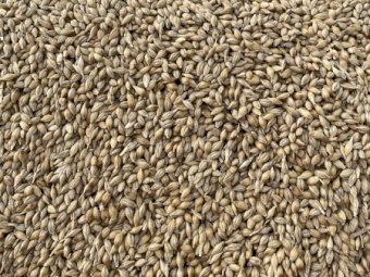 47mt Spartacus feed Barley