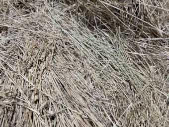 800 x  Rye & Clover Hay Small Squares