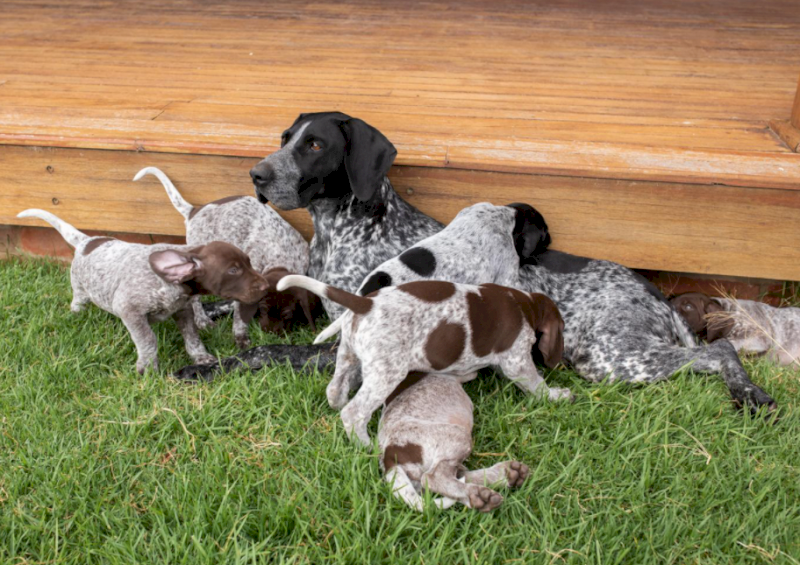 German Shorthaired Pointers x 11