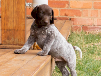 German Shorthaired Pointers x 11