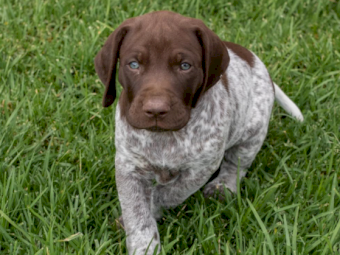 German Shorthaired Pointers x 11