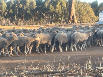 Glendemar Merino Ewes Preg Tested in Lamb x 580