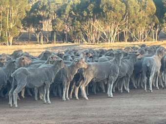Glendemar Merino Ewes Preg Tested in Lamb x 580