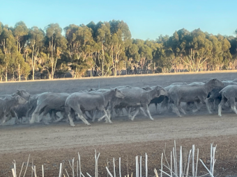 Glendemar Merino Ewes Preg Tested in Lamb x 580